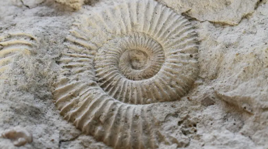 Picture of Paleontology - Decoding Fossils Camp, June 24-25